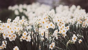 Preview wallpaper daffodils, petals, flowers, blur, spring