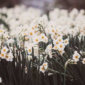 Preview wallpaper daffodils, petals, flowers, blur, spring