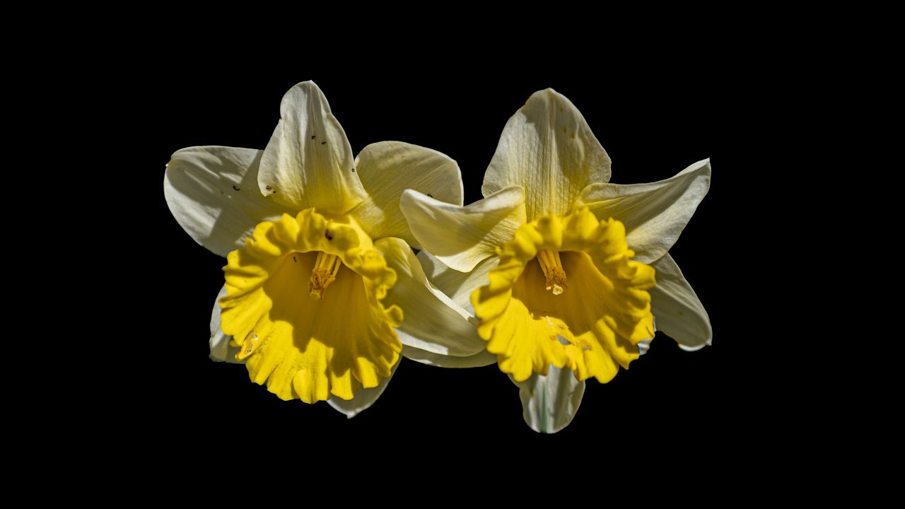 Wallpaper daffodils, petals, flowers, white, macro, black background