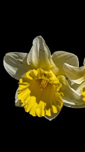 Preview wallpaper daffodils, petals, flowers, white, macro, black background