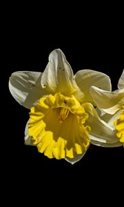 Preview wallpaper daffodils, petals, flowers, white, macro, black background