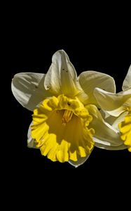 Preview wallpaper daffodils, petals, flowers, white, macro, black background