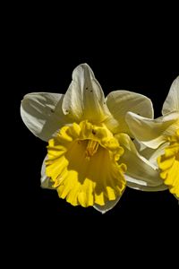 Preview wallpaper daffodils, petals, flowers, white, macro, black background