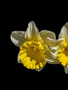 Preview wallpaper daffodils, petals, flowers, white, macro, black background