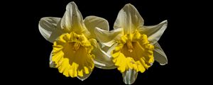 Preview wallpaper daffodils, petals, flowers, white, macro, black background