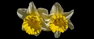 Preview wallpaper daffodils, petals, flowers, white, macro, black background