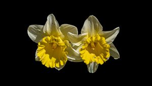 Preview wallpaper daffodils, petals, flowers, white, macro, black background