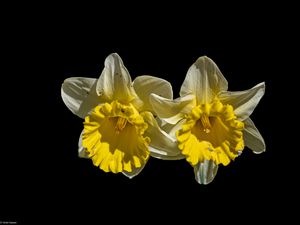 Preview wallpaper daffodils, petals, flowers, white, macro, black background
