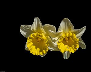 Preview wallpaper daffodils, petals, flowers, white, macro, black background