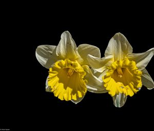 Preview wallpaper daffodils, petals, flowers, white, macro, black background