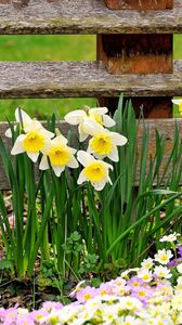 Preview wallpaper daffodils, primroses, flowers, fence, spring