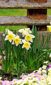 Preview wallpaper daffodils, primroses, flowers, fence, spring