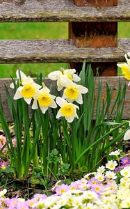 Preview wallpaper daffodils, primroses, flowers, fence, spring