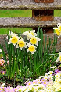 Preview wallpaper daffodils, primroses, flowers, fence, spring