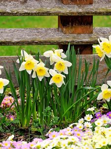 Preview wallpaper daffodils, primroses, flowers, fence, spring