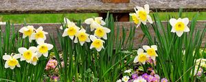 Preview wallpaper daffodils, primroses, flowers, fence, spring