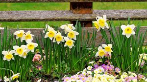 Preview wallpaper daffodils, primroses, flowers, fence, spring