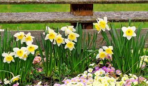 Preview wallpaper daffodils, primroses, flowers, fence, spring