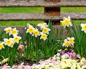 Preview wallpaper daffodils, primroses, flowers, fence, spring