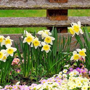 Preview wallpaper daffodils, primroses, flowers, fence, spring