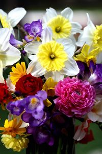 Preview wallpaper daffodils, roses, freesia, bouquet, flowers