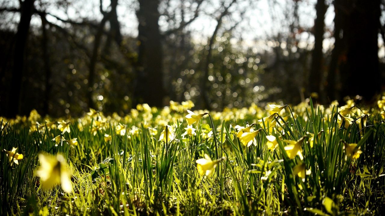 Wallpaper daffodils, spring, forest, nature, reflections