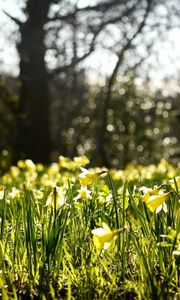 Preview wallpaper daffodils, spring, forest, nature, reflections