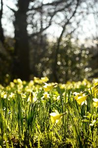 Preview wallpaper daffodils, spring, forest, nature, reflections