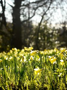 Preview wallpaper daffodils, spring, forest, nature, reflections