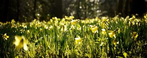 Preview wallpaper daffodils, spring, forest, nature, reflections