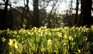 Preview wallpaper daffodils, spring, forest, nature, reflections