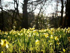 Preview wallpaper daffodils, spring, forest, nature, reflections