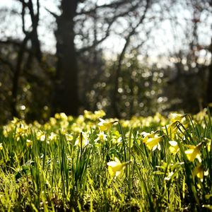 Preview wallpaper daffodils, spring, forest, nature, reflections