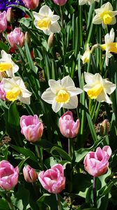 Preview wallpaper daffodils, tulips, flowerbed