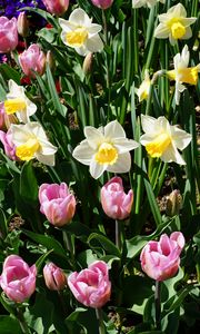 Preview wallpaper daffodils, tulips, flowerbed