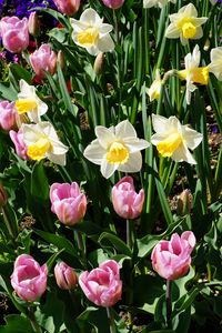 Preview wallpaper daffodils, tulips, flowerbed