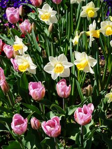 Preview wallpaper daffodils, tulips, flowerbed