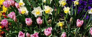 Preview wallpaper daffodils, tulips, flowerbed