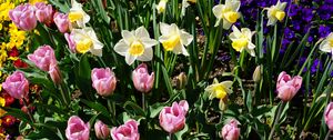 Preview wallpaper daffodils, tulips, flowerbed