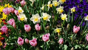 Preview wallpaper daffodils, tulips, flowerbed