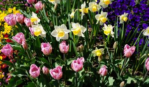 Preview wallpaper daffodils, tulips, flowerbed