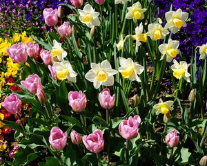 Preview wallpaper daffodils, tulips, flowerbed