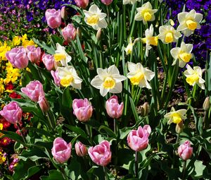 Preview wallpaper daffodils, tulips, flowerbed