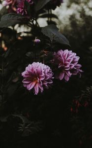 Preview wallpaper dahlia, bloom, blur, pink
