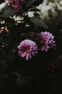 Preview wallpaper dahlia, bloom, blur, pink