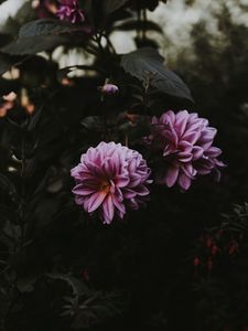 Preview wallpaper dahlia, bloom, blur, pink