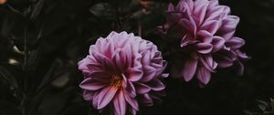 Preview wallpaper dahlia, bloom, blur, pink