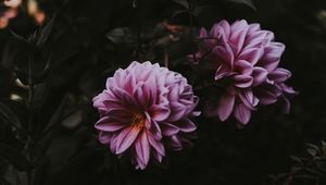 Preview wallpaper dahlia, bloom, blur, pink