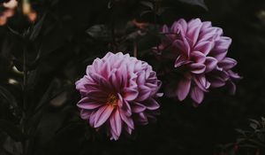 Preview wallpaper dahlia, bloom, blur, pink