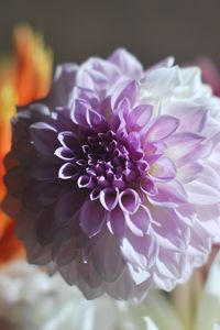 Preview wallpaper dahlia, bud, petals